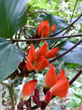 Image of Erythrina breviflora DC.