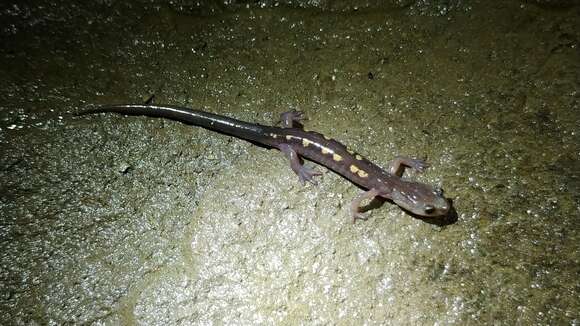 Image of Plethodon pauleyi Felix, Wooten, Pierson & Camp 2019