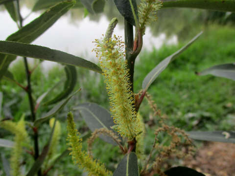 Image de Salix bonplandiana Kunth