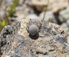 Image of Habronattus amicus (Peckham & Peckham 1909)