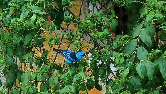 Image of Blue Dacnis