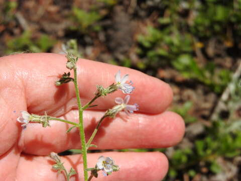 Image of Sticky Cheat Gily-Flower