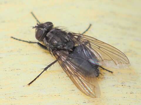 Image of Vagabund cluster fly