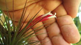 Image of narrowleaf airplant