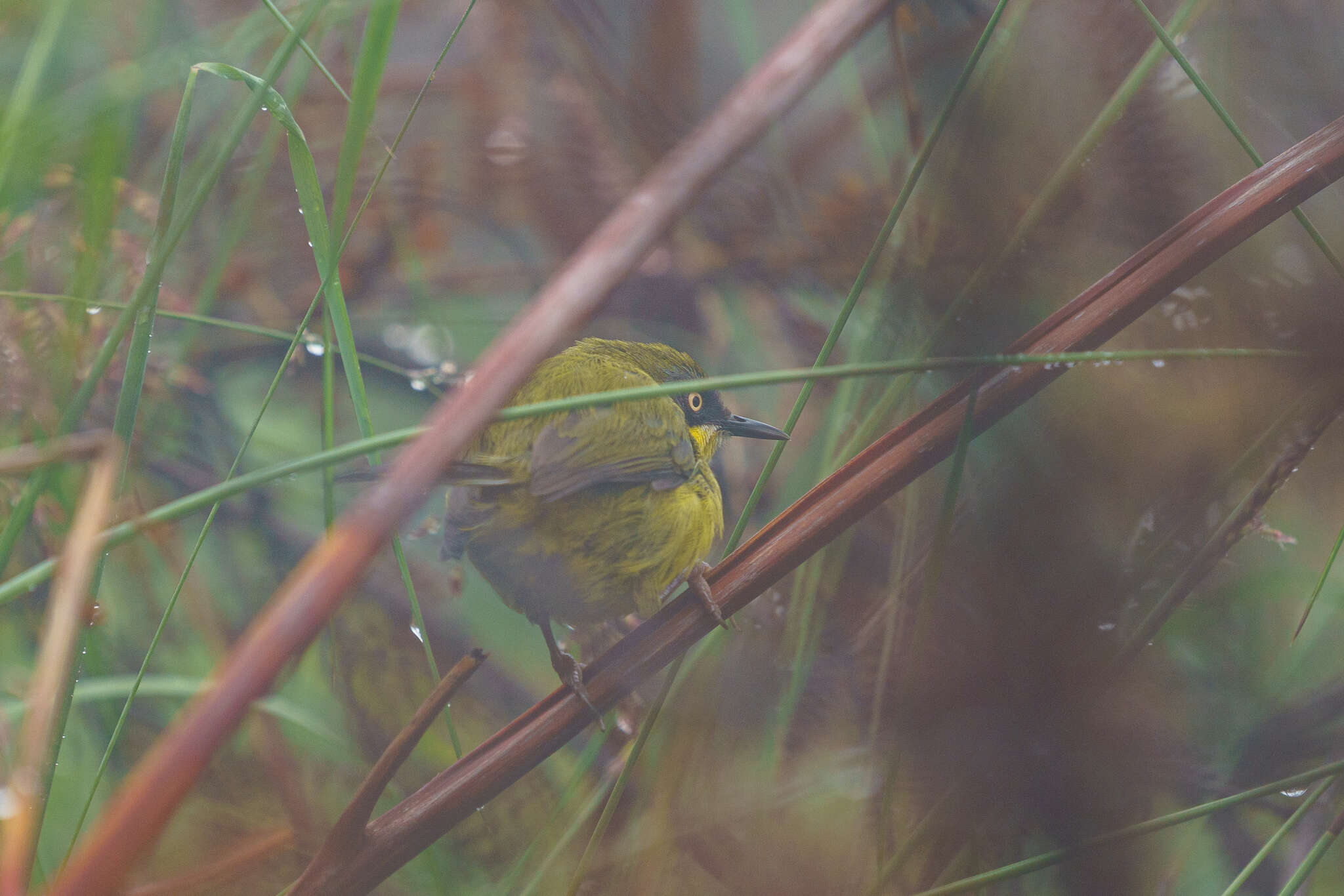 Image of Yellow-throated Apalis