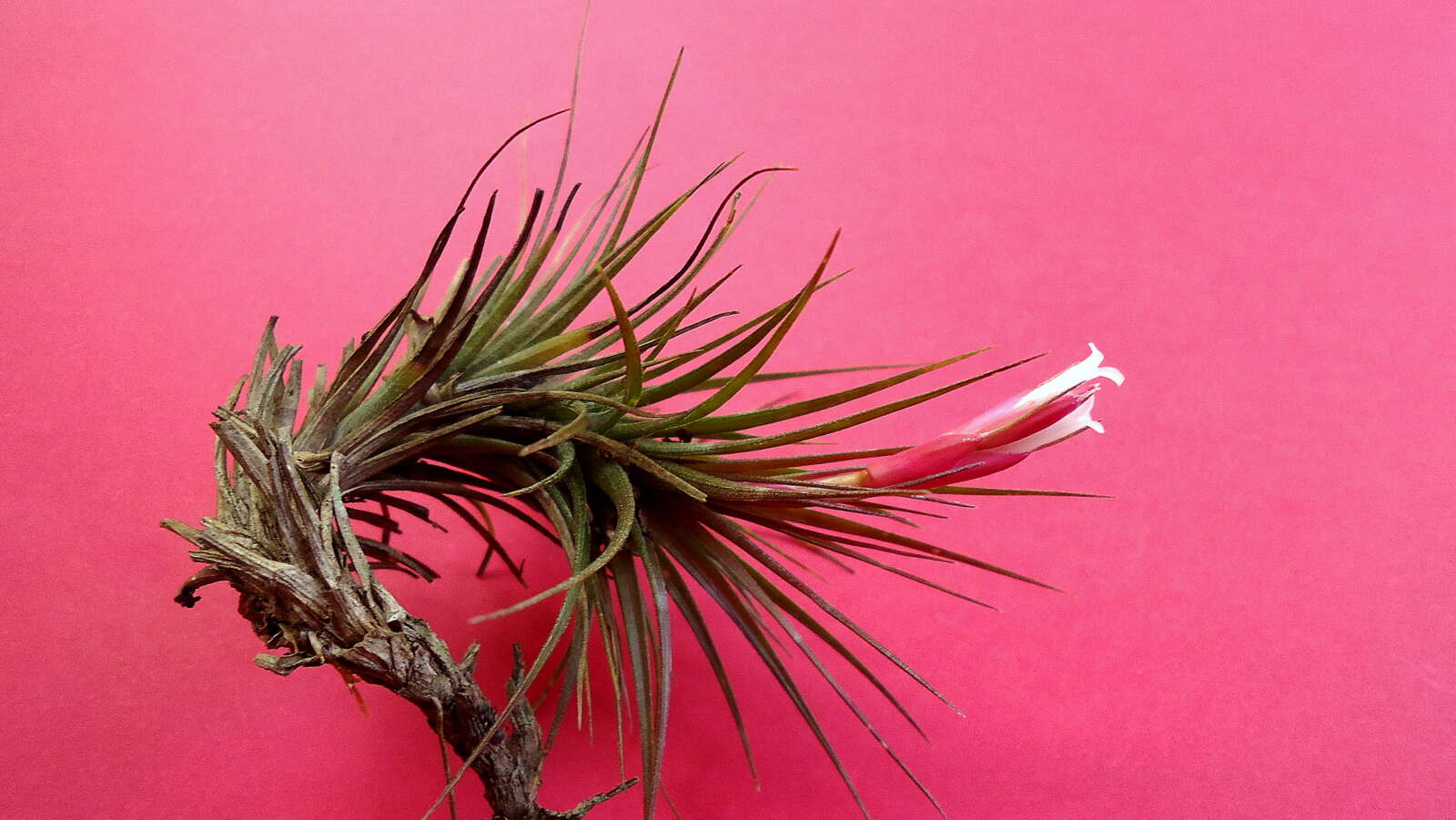 Image of narrowleaf airplant