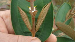 Image of Miconia fallax DC.