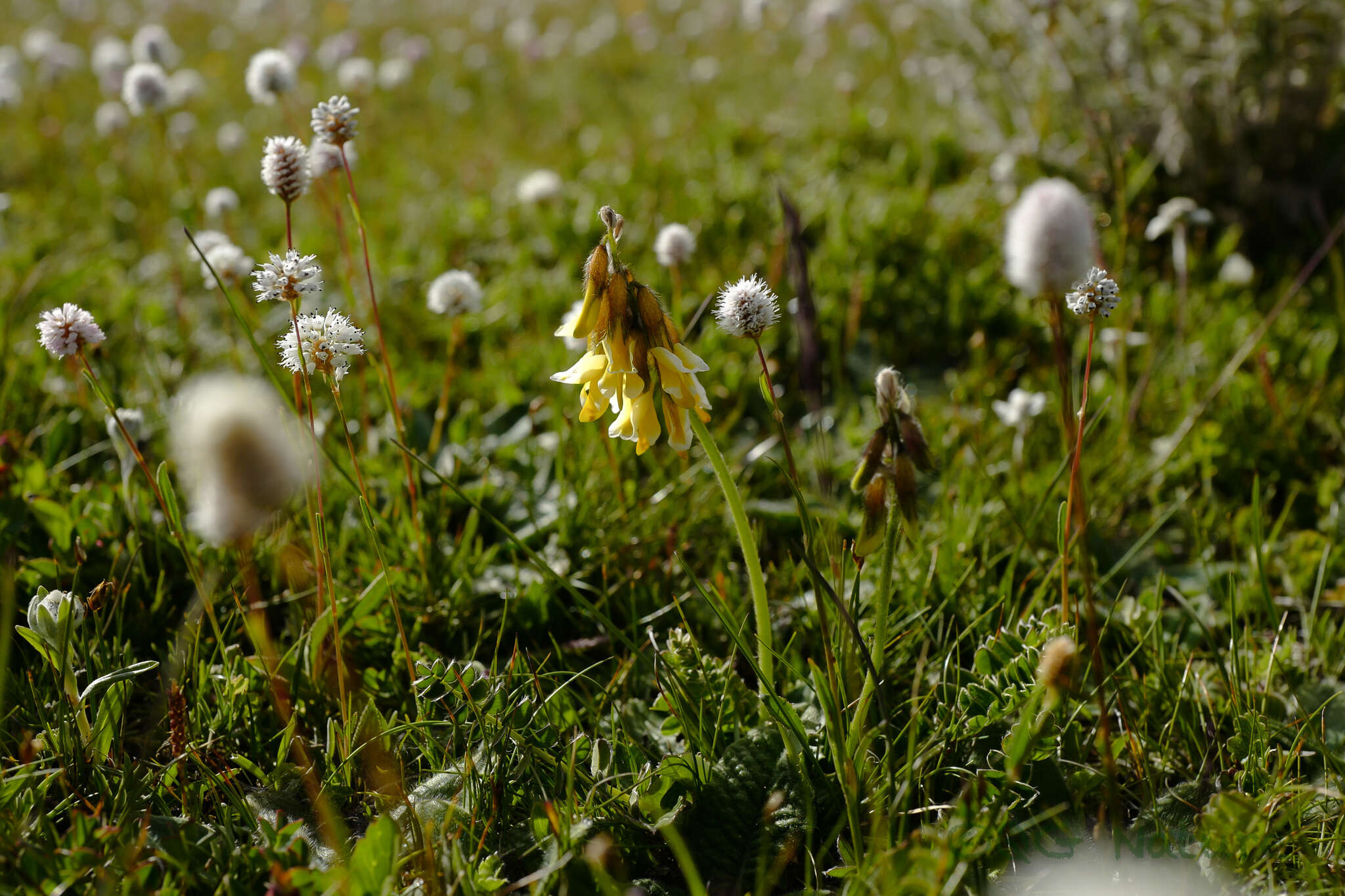 Imagem de Astragalus yunnanensis Franch.