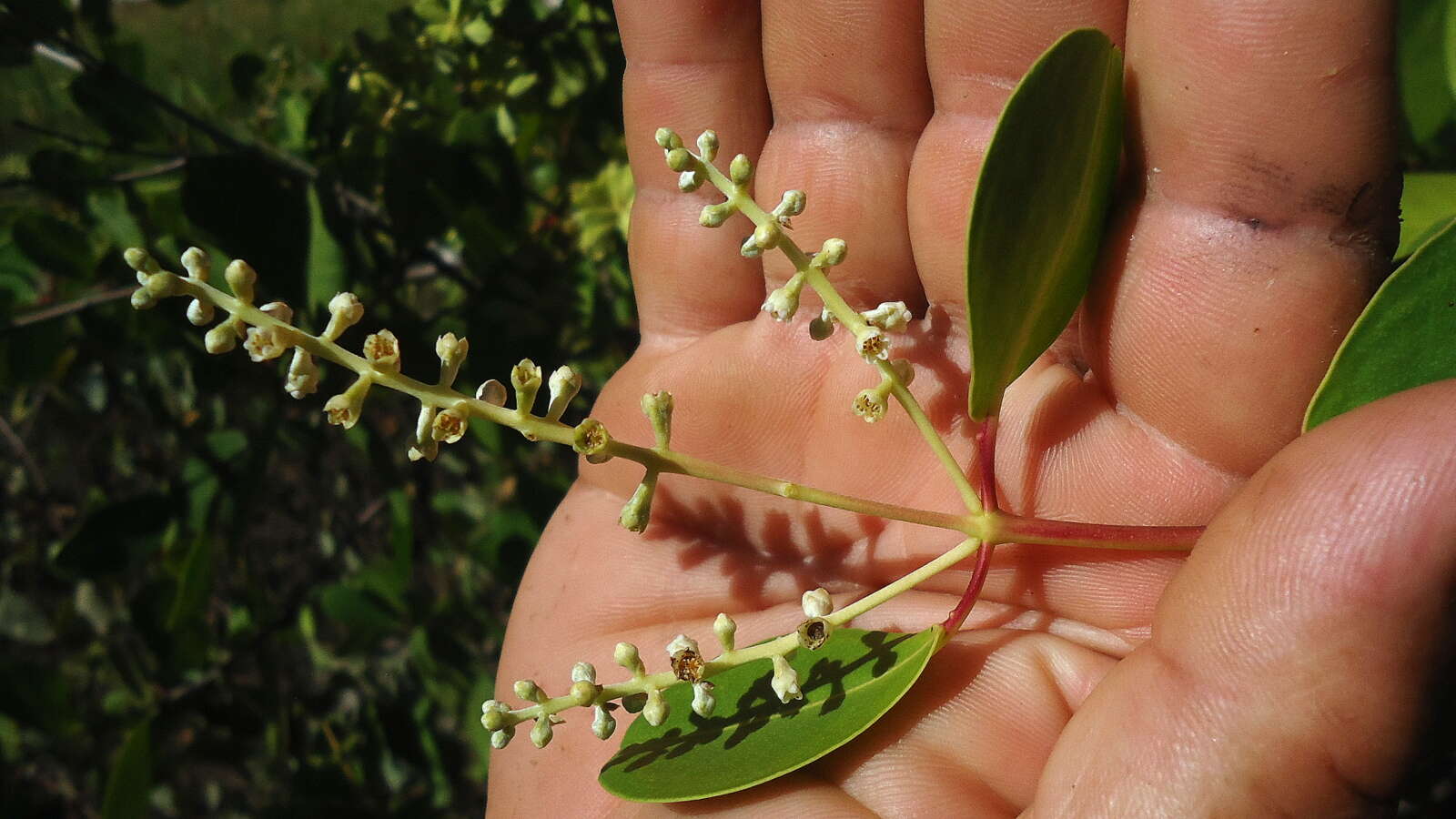 Image of White Mangroves