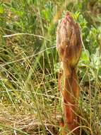 Imagem de Orobanche lutea Baumg.