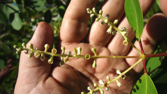 Image of White Mangroves