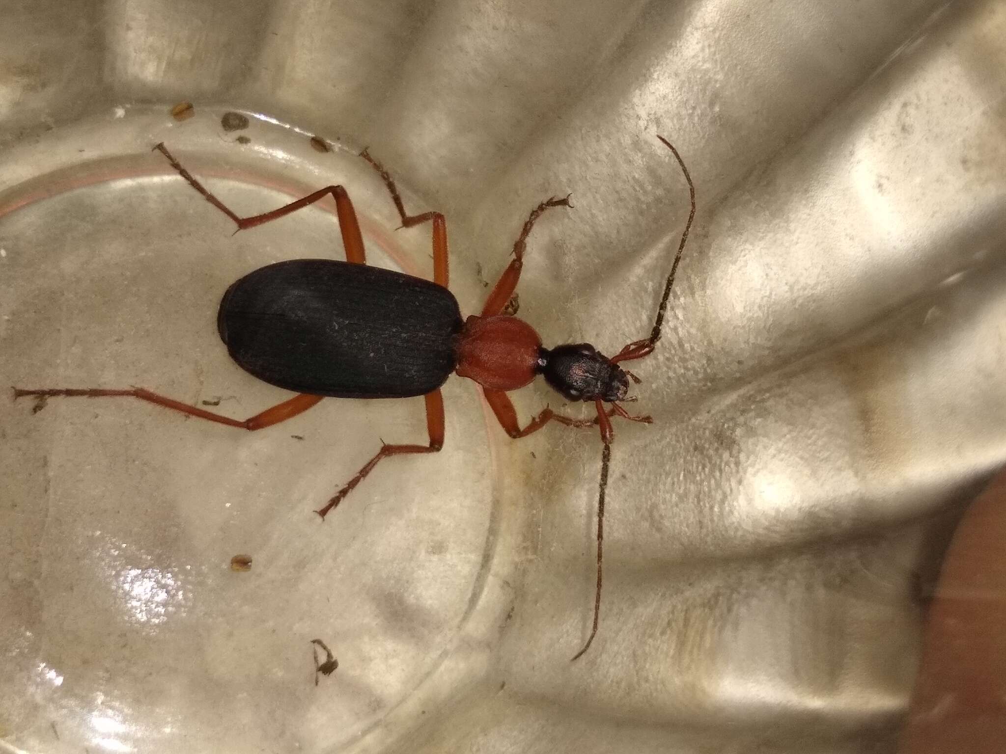 Image of Galerita (Progaleritina) bicolor (Drury 1773)