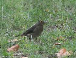 Image of Spectacled Thrush