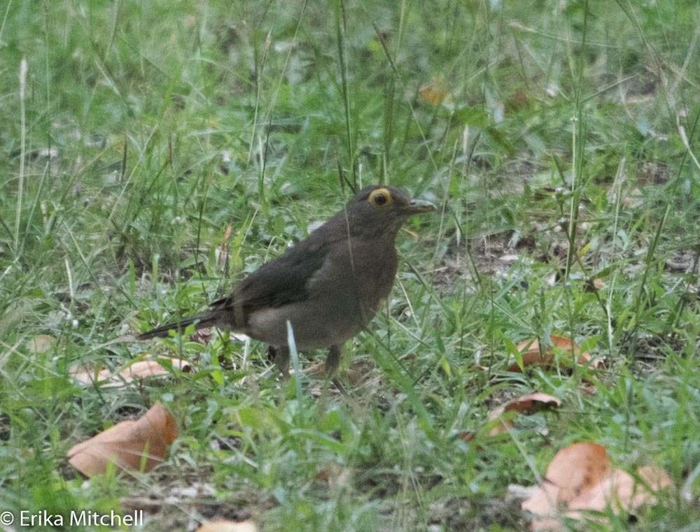 صورة Turdus nudigenis Lafresnaye 1848