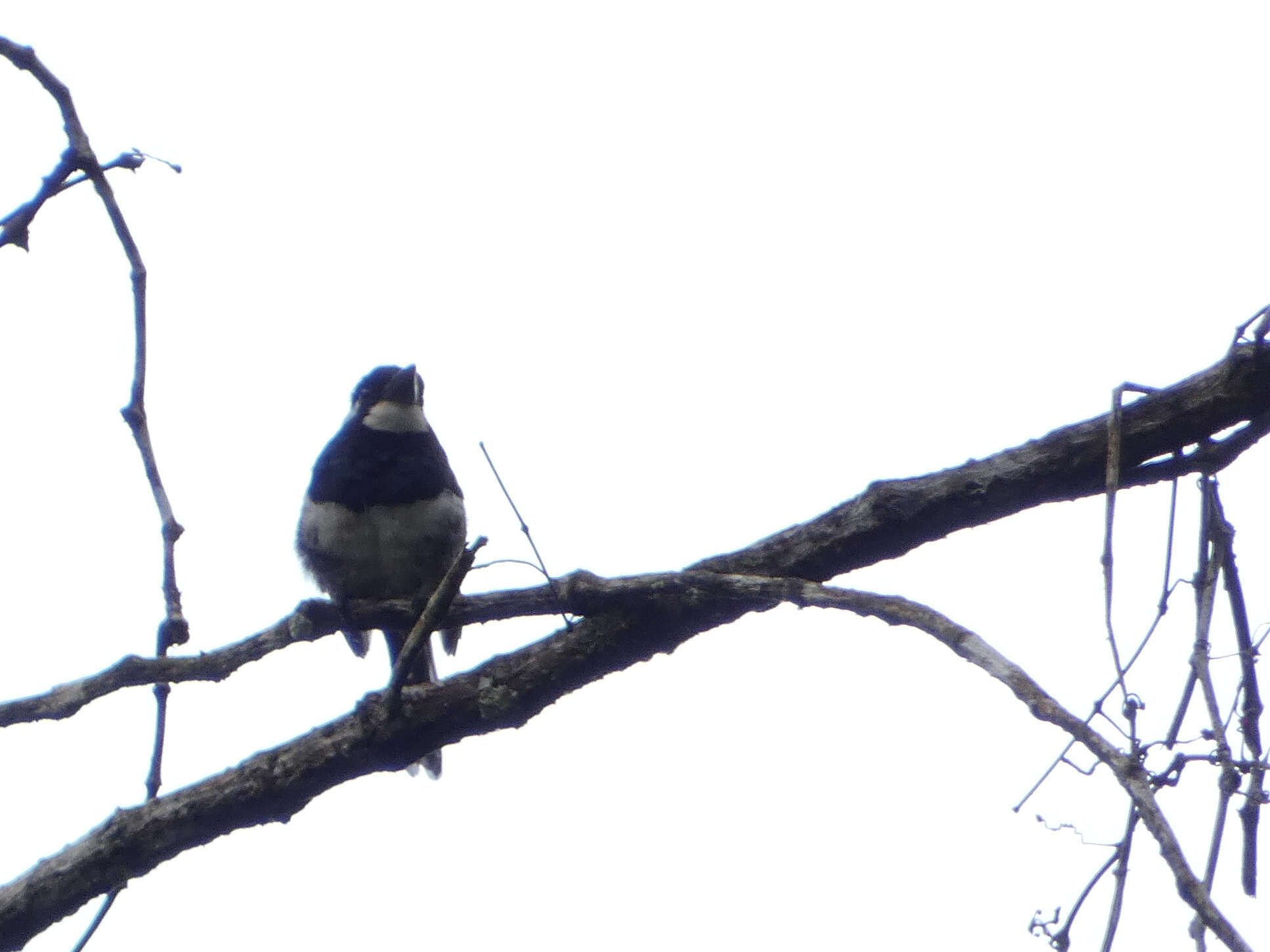 Image of Black-breasted Puffbird