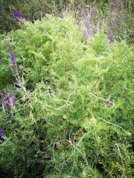 Image of Fine-leaf vetch