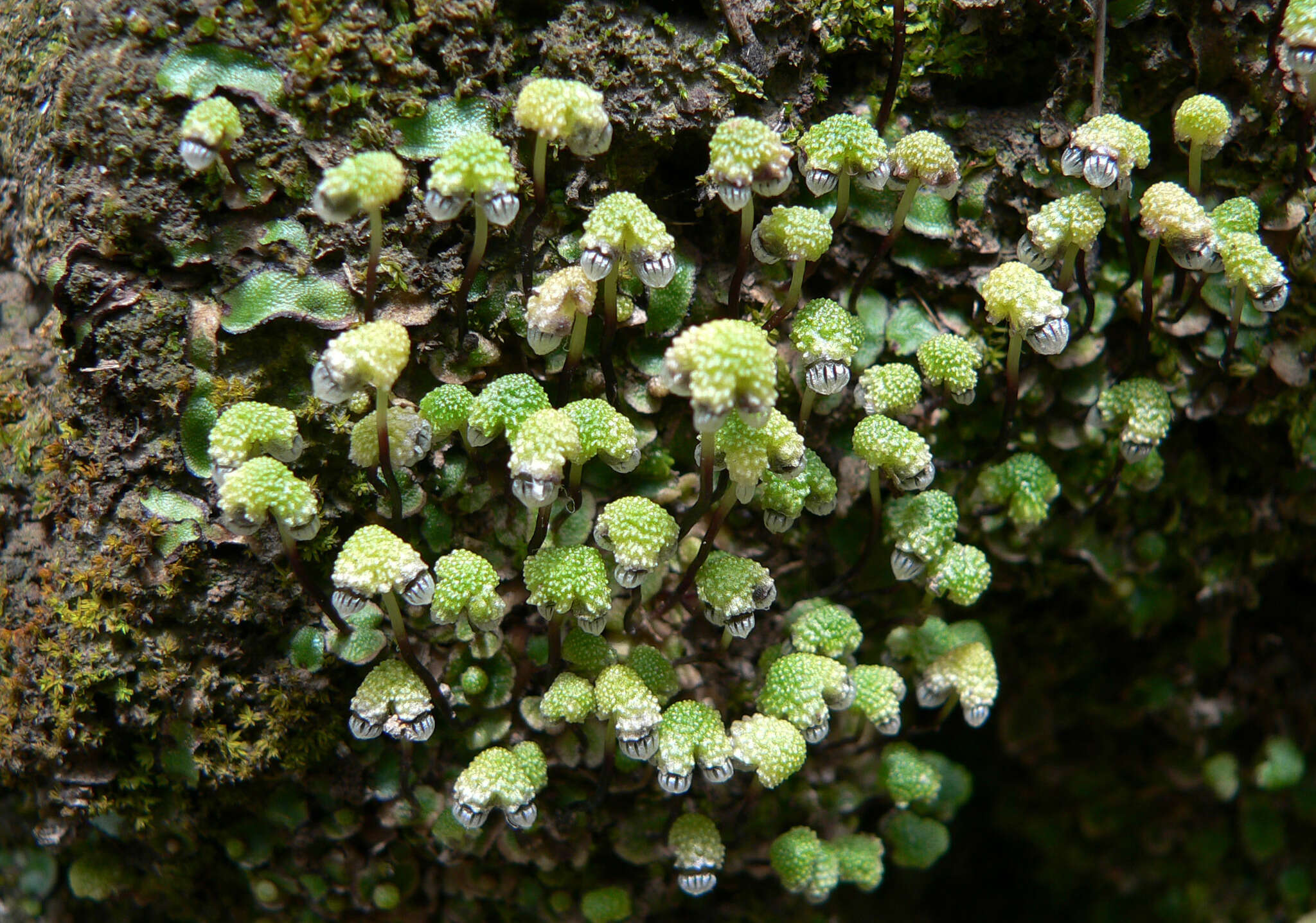 Image of Asterella drummondii (Taylor) R. M. Schust. ex D. G. Long