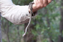 Image of Baird's Rat Snake