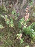 Imagem de Salvia leucodermis Baker