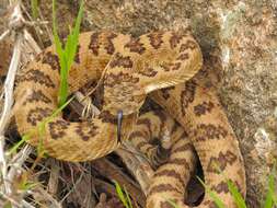 Image of Crotalus oreganus lutosus Klauber 1930