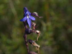 Image of Lobelia gibbosa Labill.