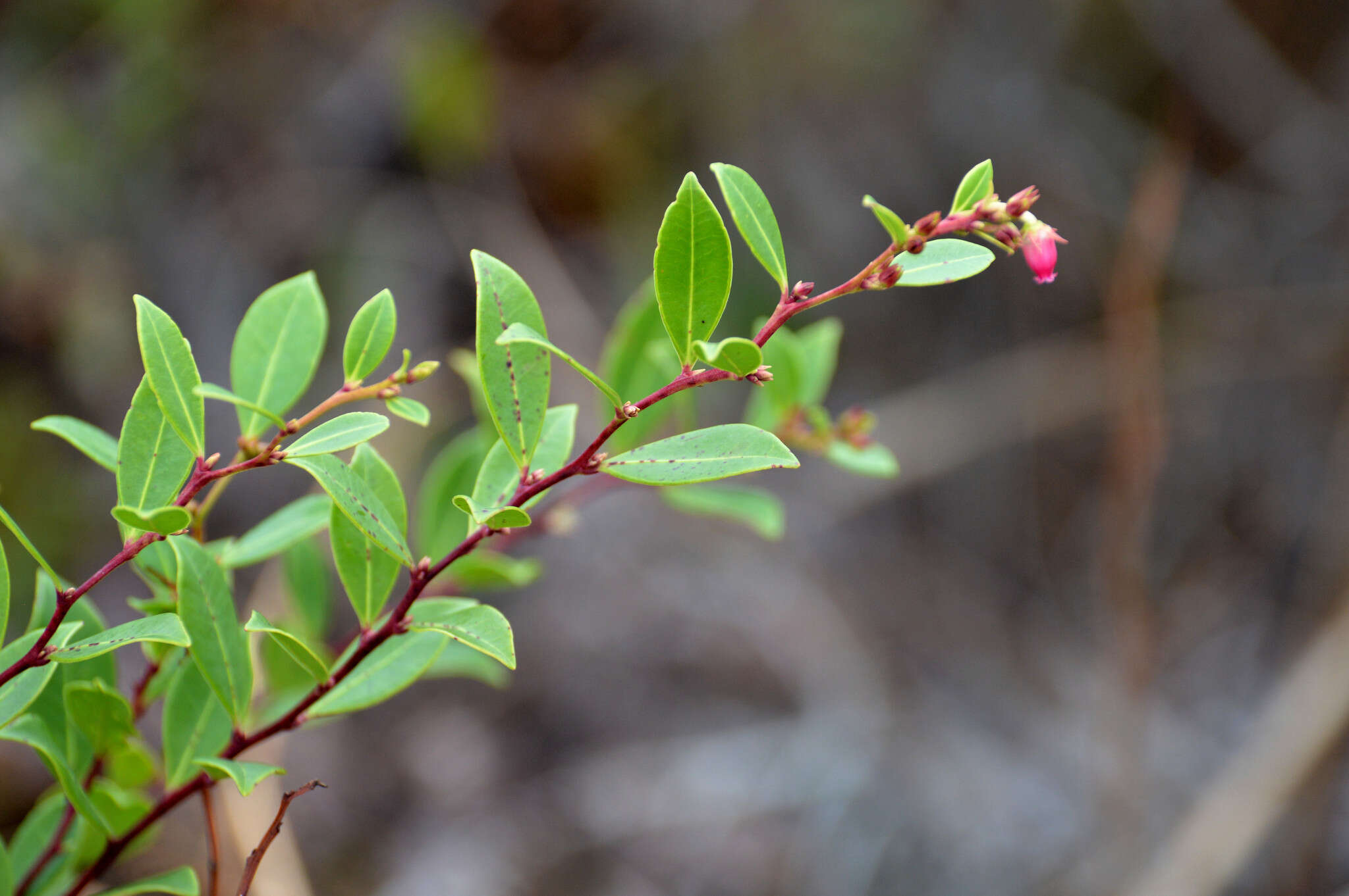 Lyonia lucida (Lam.) C. Koch resmi