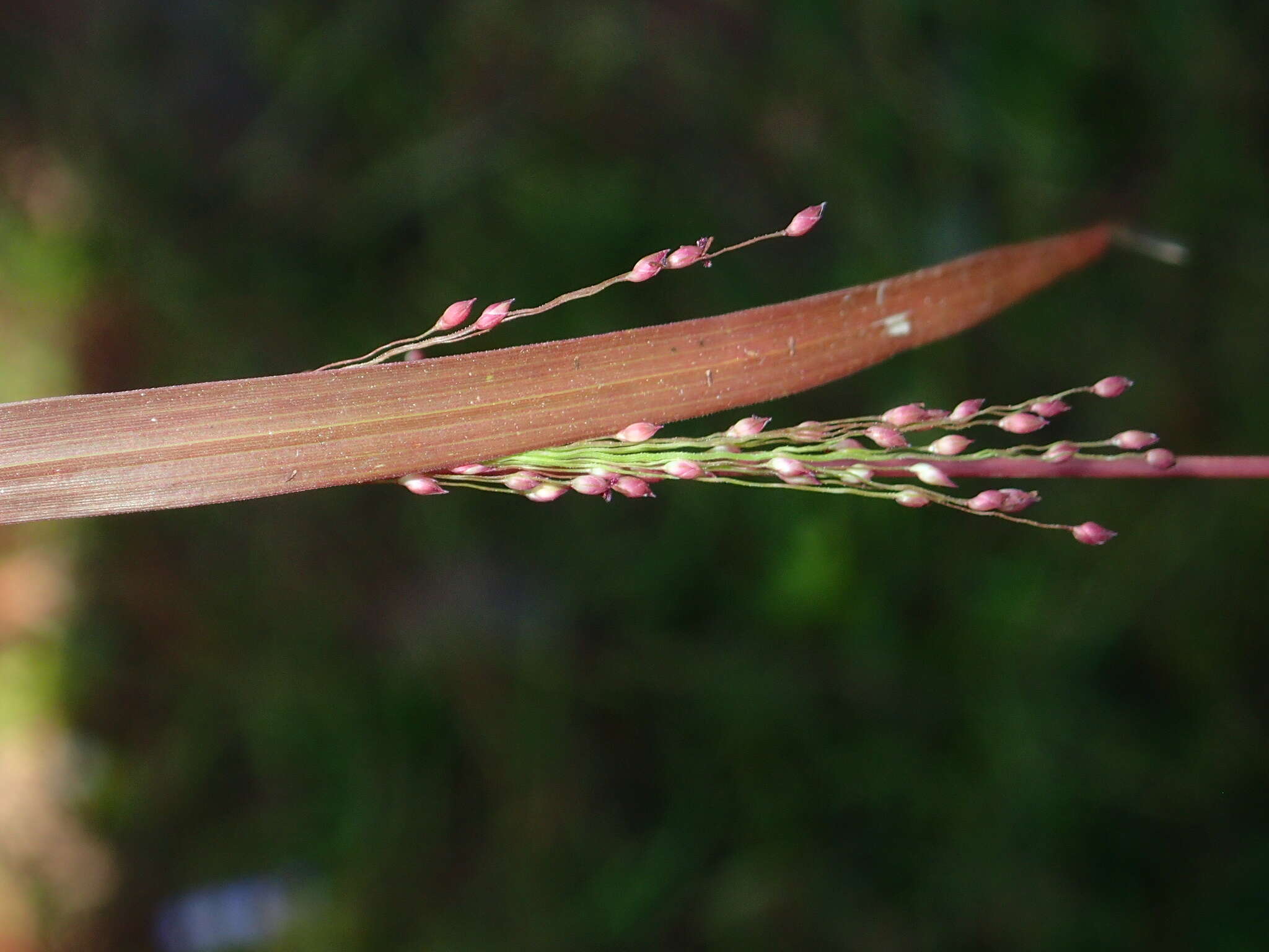 Imagem de Panicum humile Steud.