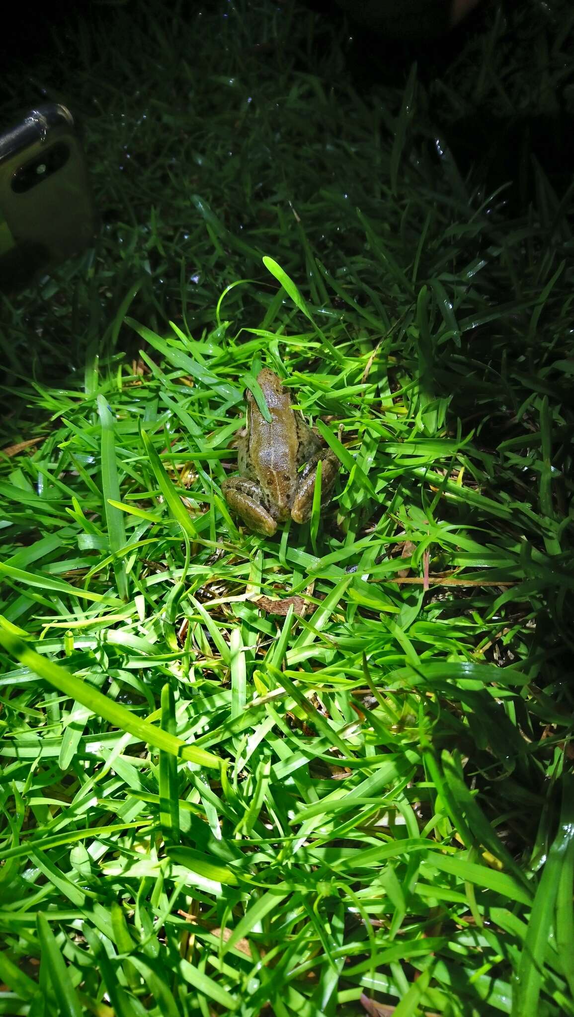 Image of Nidirana adenopleura (Boulenger 1909)