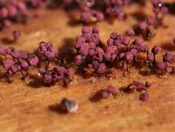 صورة Cribraria purpurea Schrad. 1797