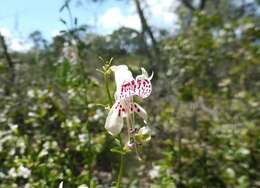 Imagem de Dicerandra frutescens subsp. modesta Huck