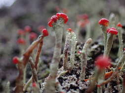 Image of transcend cup lichen