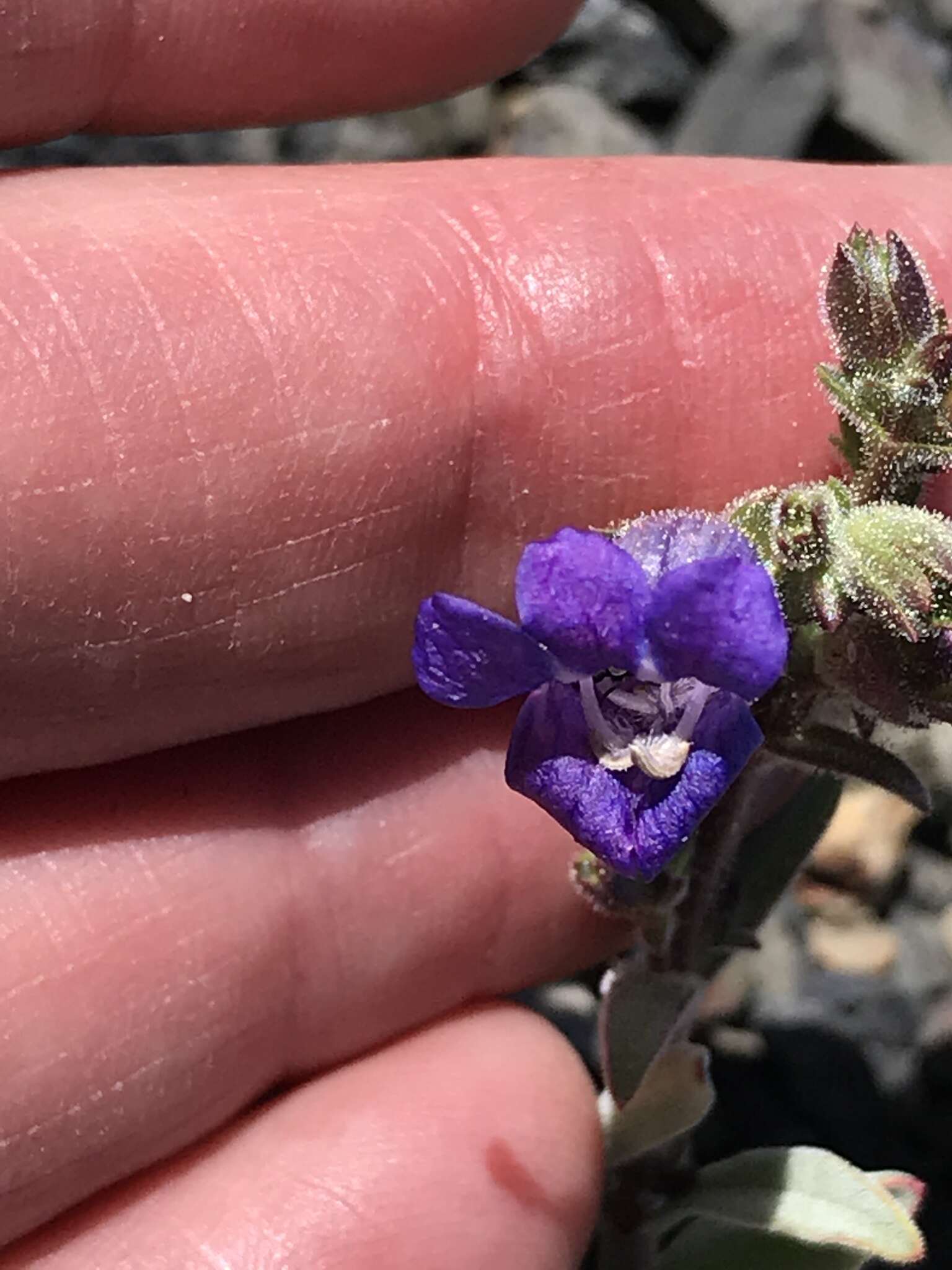 Image of Snow Mountain beardtongue