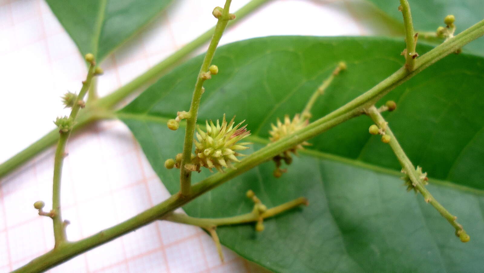 Слика од Tapirira guianensis Aubl.