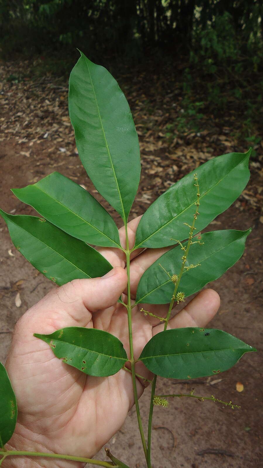 Слика од Tapirira guianensis Aubl.