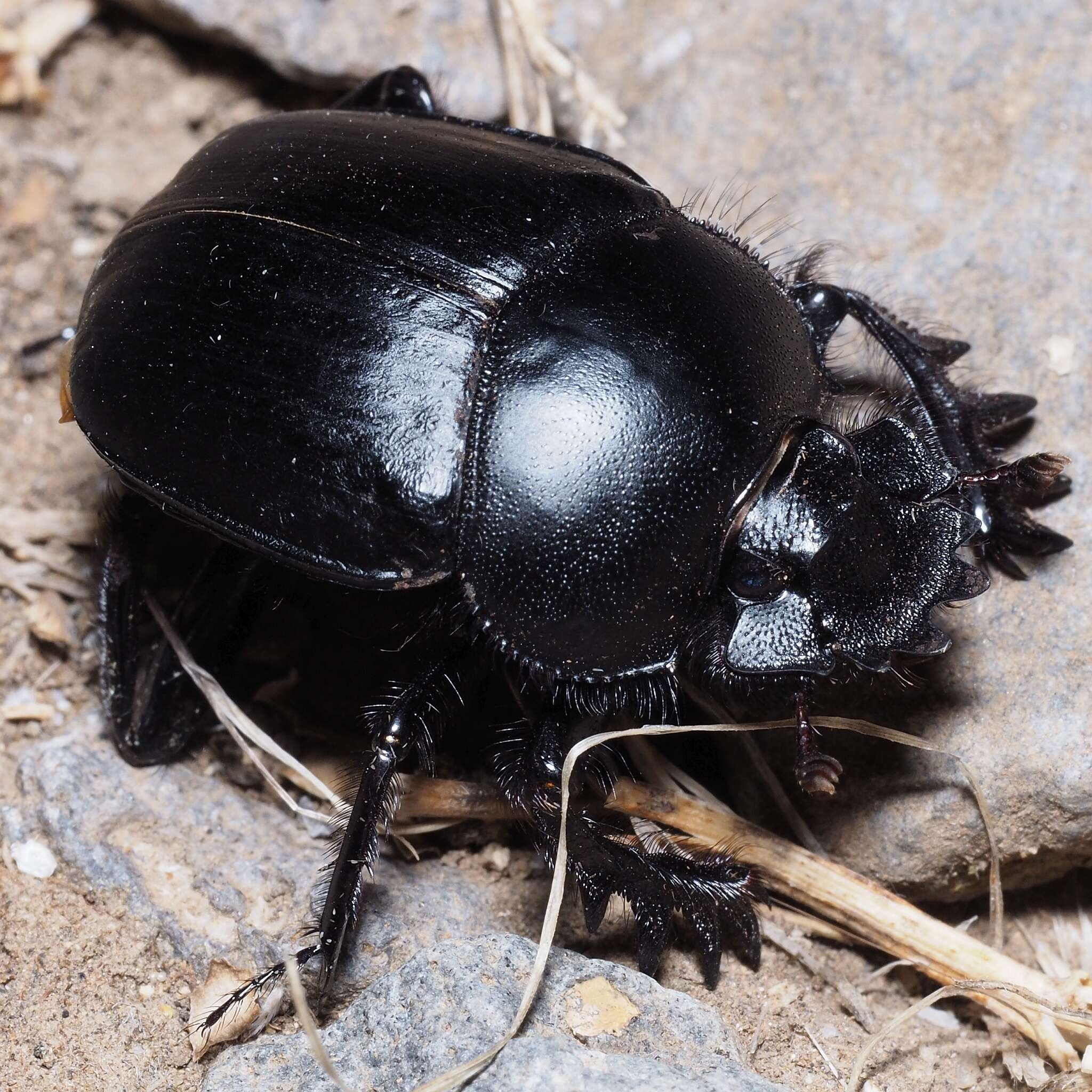 Image of Scarabaeus typhon (Fischer von Waldheim 1823)