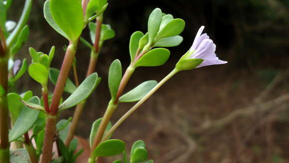 Image of Brahmi