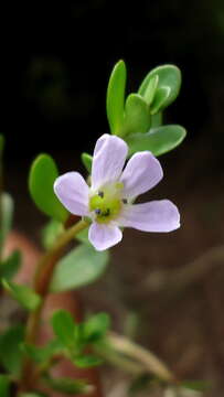 Image of Brahmi