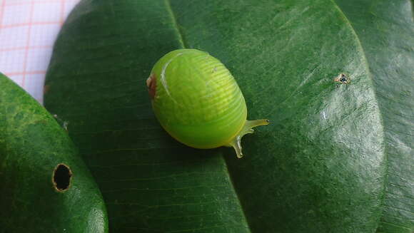 Image of Simpulopsis rufovirens