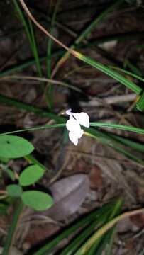 Image of Disperis lanceolata Bosser & la Croix