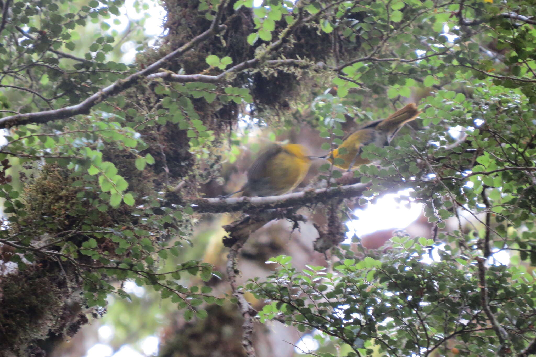 黃頭鳥的圖片