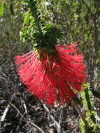 Image of Melaleuca transversa Craven & R. D. Edwards