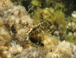 Image of Black Sea Blenny