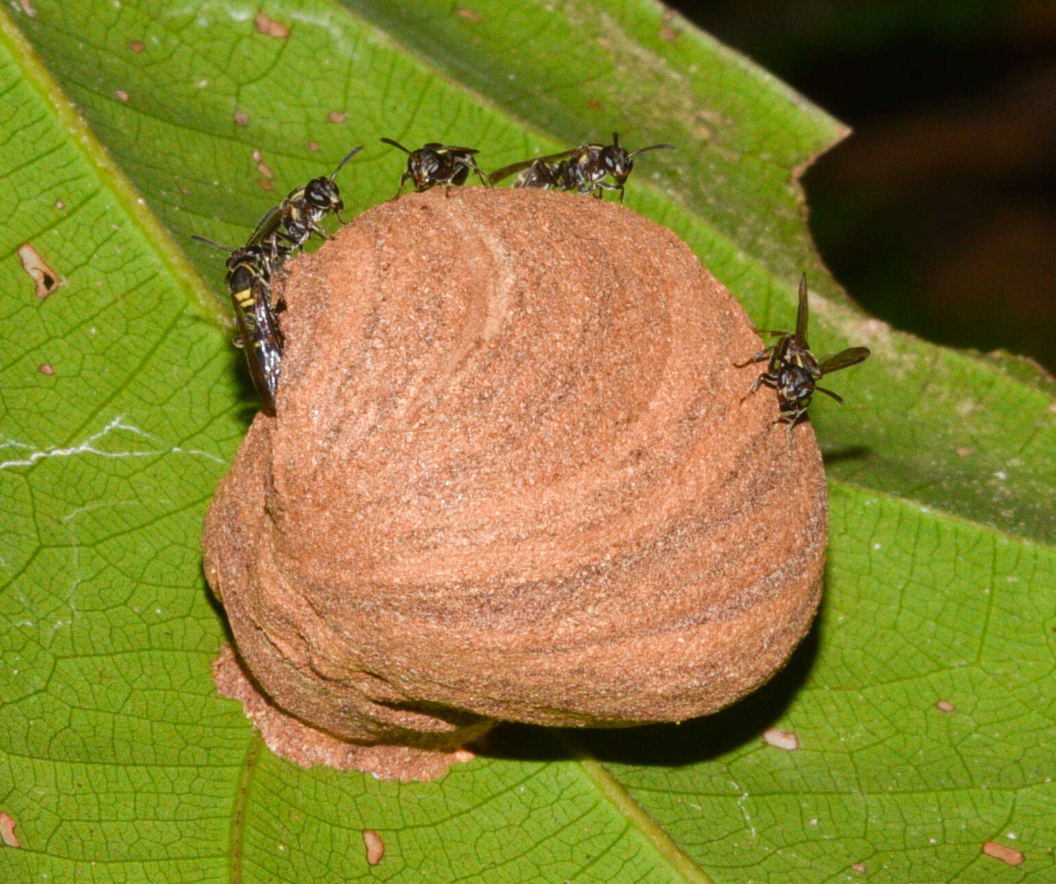 Image de Polybia occidentalis (Olivier 1791)