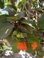 Image de Cordia sebestena L.