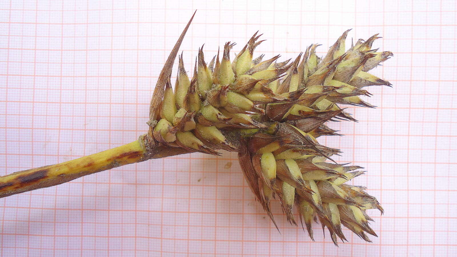 Image of Hohenbergia littoralis L. B. Sm.