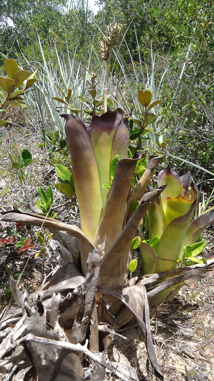 Image of Hohenbergia littoralis L. B. Sm.