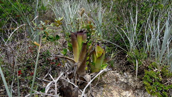 Image de Hohenbergia littoralis L. B. Sm.