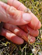 Image de Helichrysum filicaule Hook. fil.