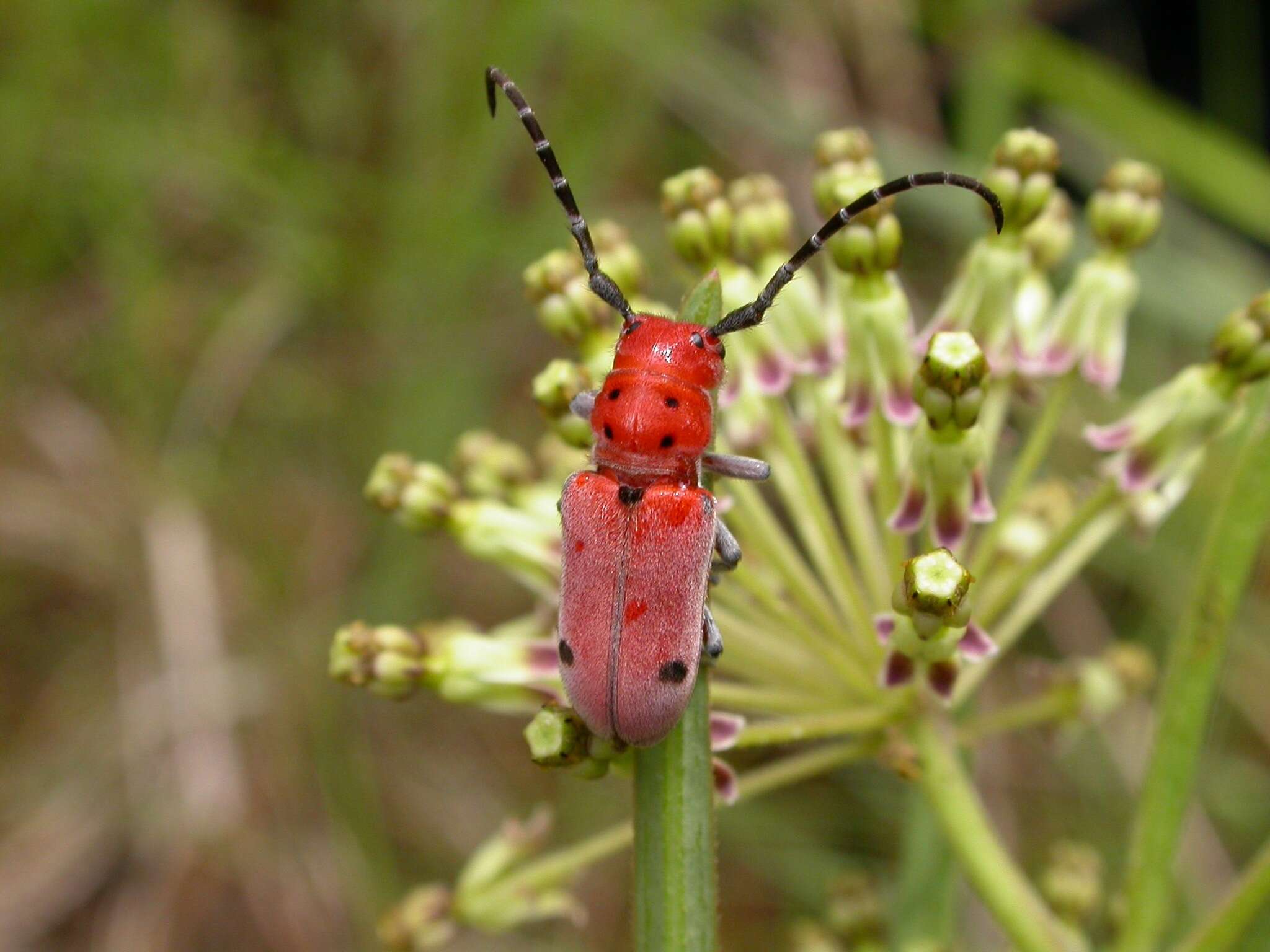 Sivun Tetraopes quinquemaculatus Haldeman 1847 kuva