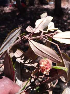 صورة Sarcolaena oblongifolia F. Gérard